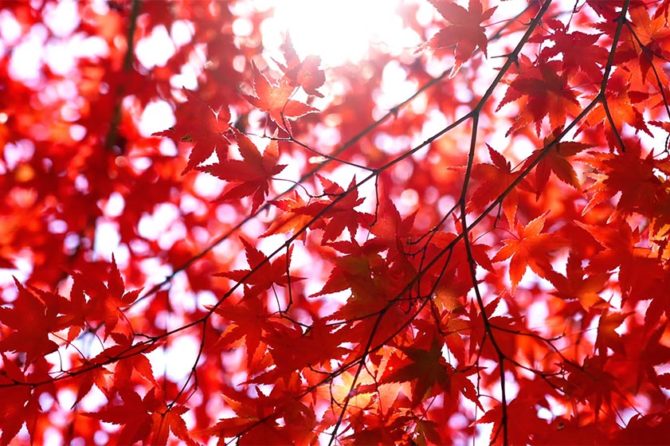 Flu vaccines arrive in April